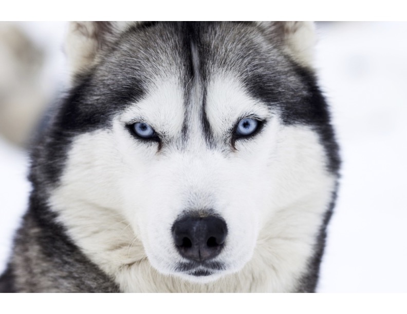 photo of a wolf dog with light blue eyes to use as an example for changing pdfs to jpegs in pdf live